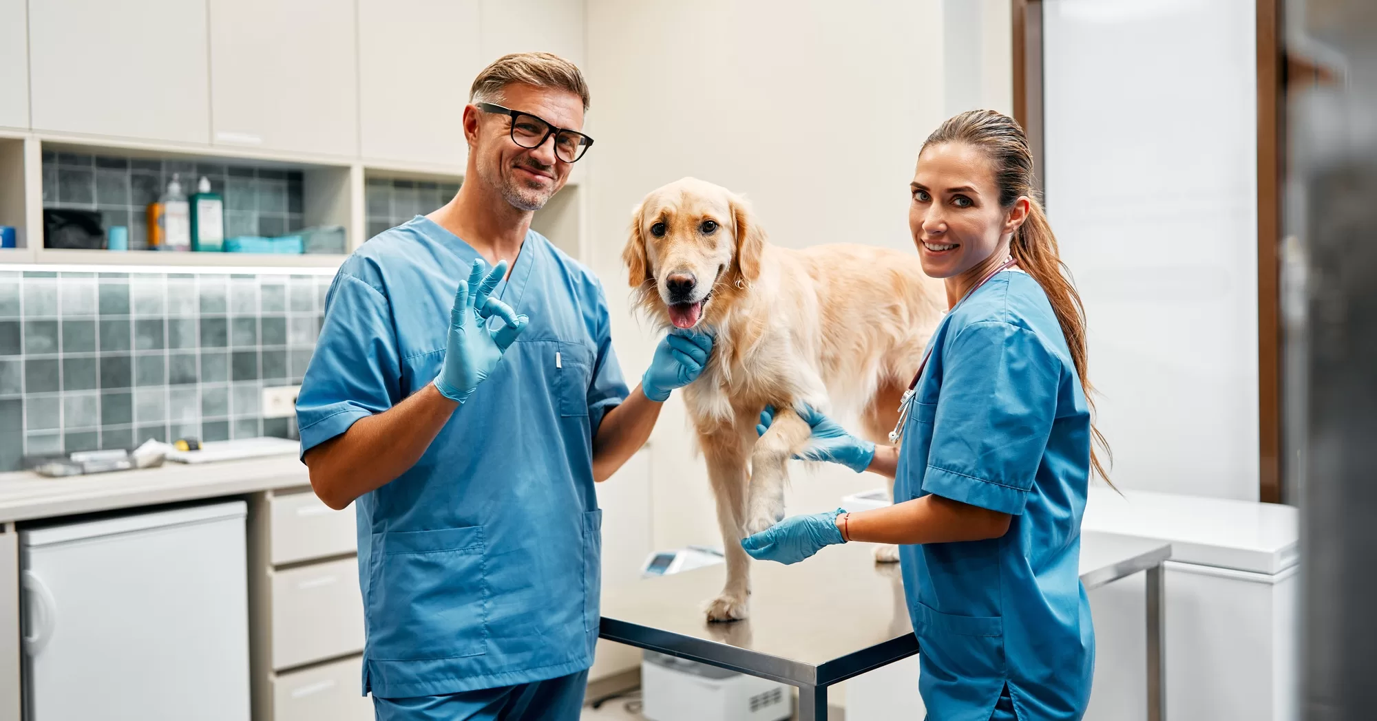 Animals for examination and treatment in the veterinary clinic
